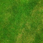 grass, desktop backgrounds, beautiful nature-84622.jpg
