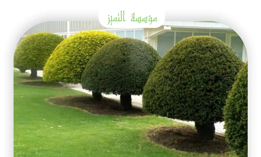 شركة قص اشجار بالرياض
