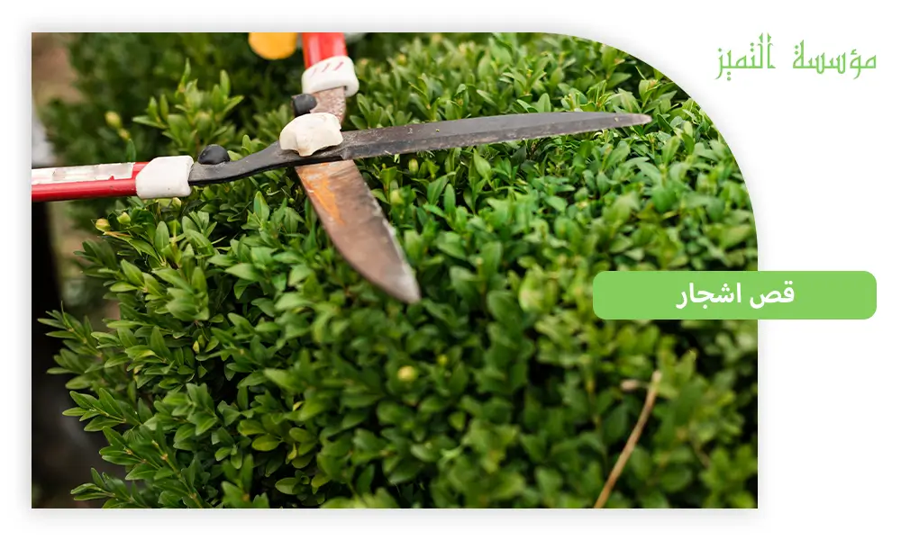 قص اشجار بالرياض